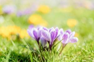 Весна — прекрасный повод заказать цветы в Перми